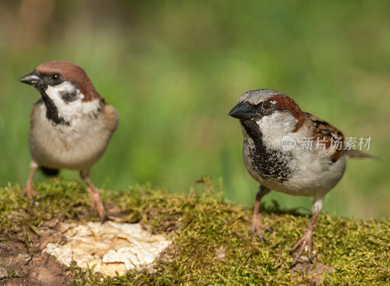 欧亚树麻雀(Passer montanus)和家麻雀。(通过。家)